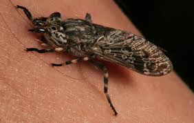 Attēlu rezultāti vaicājumam “Haematopota sp.”