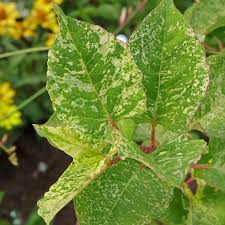 Attēlu rezultāti vaicājumam “Reynoutria japonica”