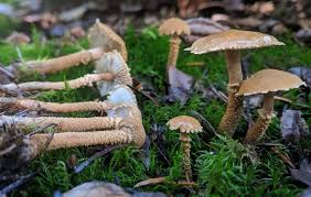 Attēlu rezultāti vaicājumam “Cystoderma amianthinum”