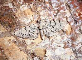 Attēlu rezultāti vaicājumam “Eupithecia venosata”