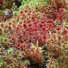 Attēlu rezultāti vaicājumam “Sphagnum russowii”