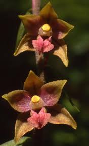 Attēlu rezultāti vaicājumam “Epipactis atrorubens flower”