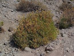 Attēlu rezultāti vaicājumam “Carlina biebersteinii fruit”