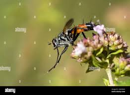 Attēlu rezultāti vaicājumam “Cylindromyia sp.”