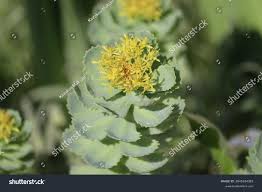 Attēlu rezultāti vaicājumam “Rhodiola rosea flower”