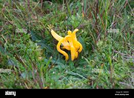 Attēlu rezultāti vaicājumam “Clavulinopsis cinerioides”