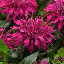 Image result for Monarda didyma