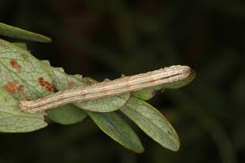 Attēlu rezultāti vaicājumam “Eulithis testata”