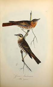 Image result for Turdus naumanni