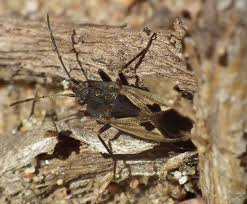 Image result for Rhyparochromus