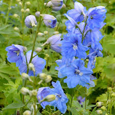 Image result for Rittersporn