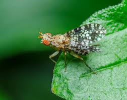 Attēlu rezultāti vaicājumam “Trypetoptera punctulata”