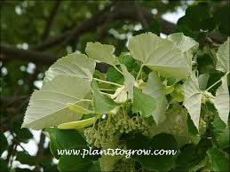 Attēlu rezultāti vaicājumam “Tilia tomentosa leaf”