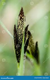 Attēlu rezultāti vaicājumam “Carex acutiformis flower”