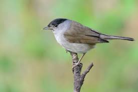 Attēlu rezultāti vaicājumam “Sylvia atricapilla male”