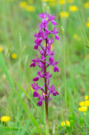 Attēlu rezultāti vaicājumam “Orchis mascula flower”