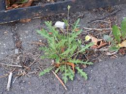 Attēlu rezultāti vaicājumam “Diplotaxis muralis fruit”