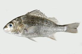 Image result for Pomadasys incisus