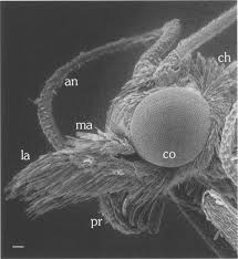 Attēlu rezultāti vaicājumam “Retinia resinella exuvia”