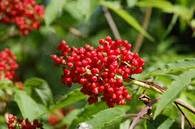 Attēlu rezultāti vaicājumam “Sambucus racemosa fruit”