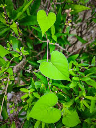 Attēlu rezultāti vaicājumam “Calystegia sepium leaf”