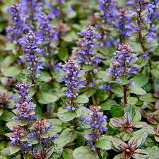 Attēlu rezultāti vaicājumam “Ajuga genevensis”