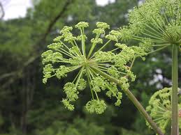 Attēlu rezultāti vaicājumam “Angelica palustris flower”