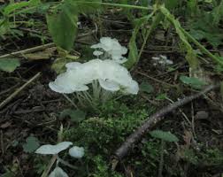 Attēlu rezultāti vaicājumam “Delicatula integrella”