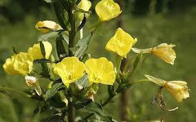 Image result for Oenothera biennis