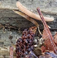 Attēlu rezultāti vaicājumam “Arcyria affinis spores”