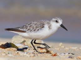 Attēlu rezultāti vaicājumam “Calidris alba adult”