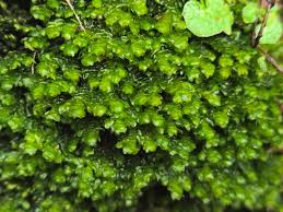 Attēlu rezultāti vaicājumam “Porella platyphylla macro”