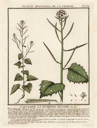 Image result for Alliaria petiolata