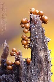 Attēlu rezultāti vaicājumam “Hemitrichia clavata macro”