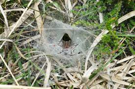 Attēlu rezultāti vaicājumam “Agelena labyrinthica”