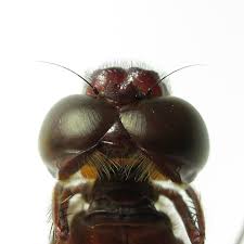 Attēlu rezultāti vaicājumam “Langermania gigantea”