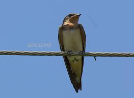 Image result for Plymouth Swallows Gc