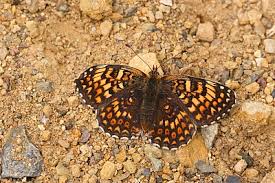 Attēlu rezultāti vaicājumam “Melitaea phoebe upperside”