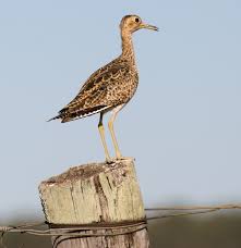 Image result for Bartramia longicauda