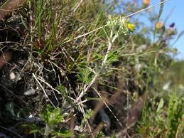 Attēlu rezultāti vaicājumam “Potentilla argentea”