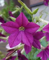 Image result for Nicotiana x sanderae