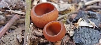 Attēlu rezultāti vaicājumam “Dumontinia tuberosa”