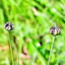 Attēlu rezultāti vaicājumam “Microbotryum tragopogonis - pratensis”