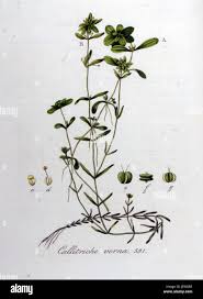 Attēlu rezultāti vaicājumam “Callitriche verna flower”