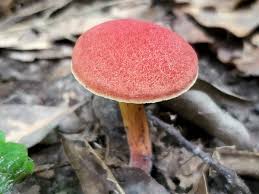 Attēlu rezultāti vaicājumam “Xerocomus rubellus”