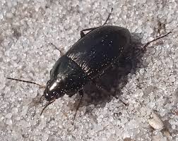 Attēlu rezultāti vaicājumam “Amara sp.”