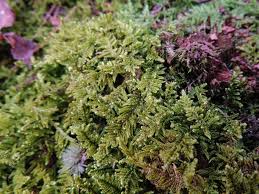 Attēlu rezultāti vaicājumam “Callicladium haldanianum sporophyte”