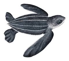 Image result for Dermochelys coriacea