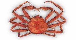 Image result for Chionoecetes opilio