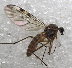 Attēlu rezultāti vaicājumam “Sylvicola sp.”